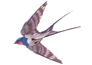 Hirondelle