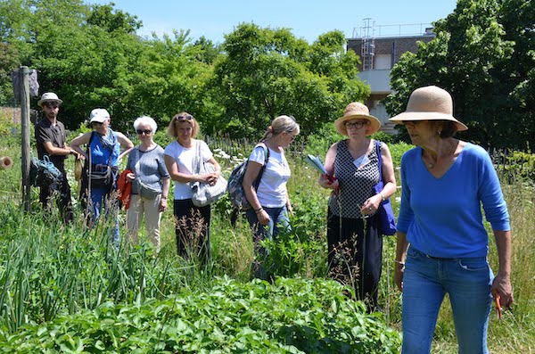 Visite du jardin partagé