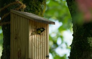 01-Mesange-charbonniere-Chauvet