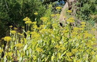 Bupleurum