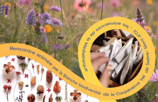 Graines fleurs sauvages