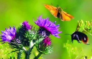 Timbre pollinisateur 2