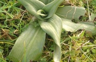 balade naturaliste 3