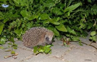 herisson