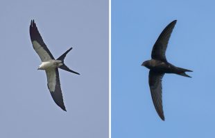 hirondelle-martinet-1245810357