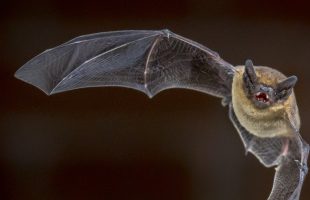 visuel conférence chauve-souris_ St Romain 20 juin_